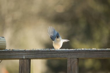 Bu küçük, şirin meme faresi güvertenin ahşap korkuluklarında otururken el sallıyor gibi görünüyor. Hareketsiz durmadıkları için kalkışa hazırlanıyor. Gri vücudunu seviyorum..