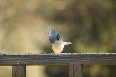 Bu küçük, şirin meme faresi güvertenin ahşap korkuluklarında otururken el sallıyor gibi görünüyor. Hareketsiz durmadıkları için kalkışa hazırlanıyor. Gri vücudunu seviyorum..