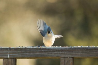 Bu küçük, şirin meme faresi güvertenin ahşap korkuluklarında otururken el sallıyor gibi görünüyor. Hareketsiz durmadıkları için kalkışa hazırlanıyor. Gri vücudunu seviyorum..