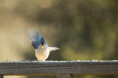 Bu küçük, şirin meme faresi güvertenin ahşap korkuluklarında otururken el sallıyor gibi görünüyor. Hareketsiz durmadıkları için kalkışa hazırlanıyor. Gri vücudunu seviyorum..