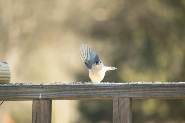 Bu küçük, şirin meme faresi güvertenin ahşap korkuluklarında otururken el sallıyor gibi görünüyor. Hareketsiz durmadıkları için kalkışa hazırlanıyor. Gri vücudunu seviyorum..