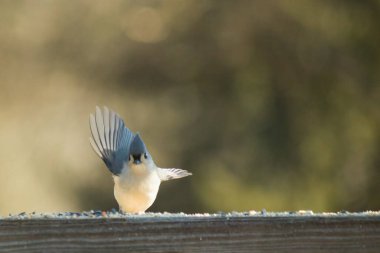Bu küçük, şirin meme faresi güvertenin ahşap korkuluklarında otururken el sallıyor gibi görünüyor. Hareketsiz durmadıkları için kalkışa hazırlanıyor. Gri vücudunu seviyorum..