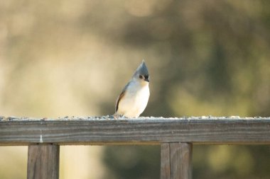 Bu küçük tüylü meme faresi ahşap korkuluklara tünemiş kuş yemi arıyordu. Ayakta duran küçük sevimli Mohawk 'ı. Küçük beyaz göbekli, gri bedeni küçük siyah gözleriyle sevimli görünüyor..