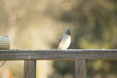 Bu küçük tüylü meme faresi ahşap korkuluklara tünemiş kuş yemi arıyordu. Ayakta duran küçük sevimli Mohawk 'ı. Küçük beyaz göbekli, gri bedeni küçük siyah gözleriyle sevimli görünüyor..
