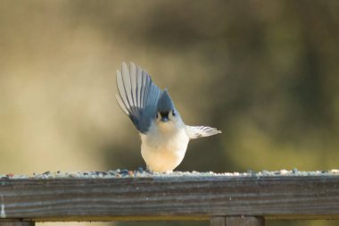 Bu küçük, şirin meme faresi güvertenin ahşap korkuluklarında otururken el sallıyor gibi görünüyor. Hareketsiz durmadıkları için kalkışa hazırlanıyor. Gri vücudunu seviyorum..