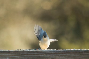 Bu küçük, şirin meme faresi güvertenin ahşap korkuluklarında otururken el sallıyor gibi görünüyor. Hareketsiz durmadıkları için kalkışa hazırlanıyor. Gri vücudunu seviyorum..