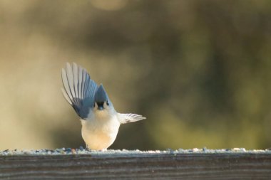 Bu küçük, şirin meme faresi güvertenin ahşap korkuluklarında otururken el sallıyor gibi görünüyor. Hareketsiz durmadıkları için kalkışa hazırlanıyor. Gri vücudunu seviyorum..