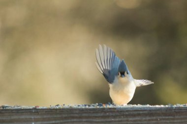 Bu küçük, şirin meme faresi güvertenin ahşap korkuluklarında otururken el sallıyor gibi görünüyor. Hareketsiz durmadıkları için kalkışa hazırlanıyor. Gri vücudunu seviyorum..