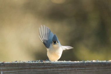 Bu küçük, şirin meme faresi güvertenin ahşap korkuluklarında otururken el sallıyor gibi görünüyor. Hareketsiz durmadıkları için kalkışa hazırlanıyor. Gri vücudunu seviyorum..