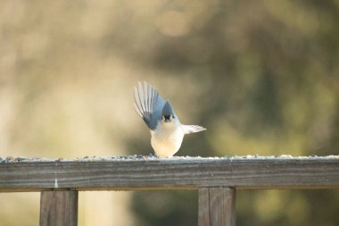 Bu küçük, şirin meme faresi güvertenin ahşap korkuluklarında otururken el sallıyor gibi görünüyor. Hareketsiz durmadıkları için kalkışa hazırlanıyor. Gri vücudunu seviyorum..