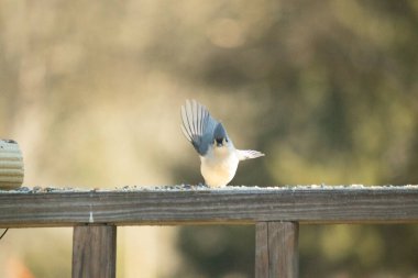 Bu küçük, şirin meme faresi güvertenin ahşap korkuluklarında otururken el sallıyor gibi görünüyor. Hareketsiz durmadıkları için kalkışa hazırlanıyor. Gri vücudunu seviyorum..