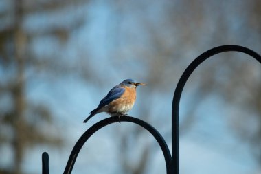Bu sevimli mavi kuş avluya bakan demir çobanların kancasına tünemiş. Onun paslı kırmızı göbeğini ve şirin mavi kafasını seviyorum. Bu kuşlar oldukça renkli ve izlenmesi güzel..