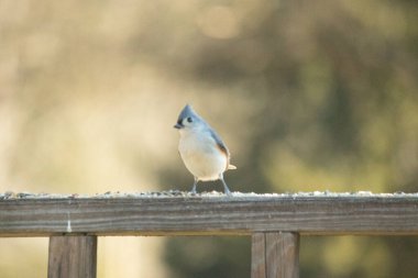 Bu küçük tüylü meme faresi ahşap korkuluklara tünemiş kuş yemi arıyordu. Ayakta duran küçük sevimli Mohawk 'ı. Küçük beyaz göbekli, gri bedeni küçük siyah gözleriyle sevimli görünüyor..