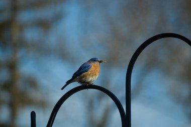 Bu sevimli mavi kuş avluya bakan demir çobanların kancasına tünemiş. Onun paslı kırmızı göbeğini ve şirin mavi kafasını seviyorum. Bu kuşlar oldukça renkli ve izlenmesi güzel..