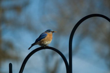 Bu sevimli mavi kuş avluya bakan demir çobanların kancasına tünemiş. Onun paslı kırmızı göbeğini ve şirin mavi kafasını seviyorum. Bu kuşlar oldukça renkli ve izlenmesi güzel..