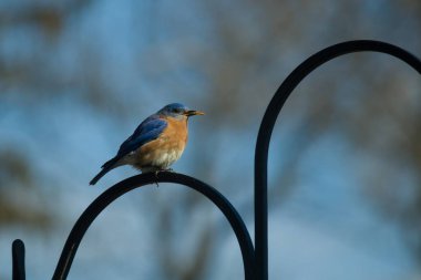 Bu sevimli mavi kuş avluya bakan demir çobanların kancasına tünemiş. Onun paslı kırmızı göbeğini ve şirin mavi kafasını seviyorum. Bu kuşlar oldukça renkli ve izlenmesi güzel..