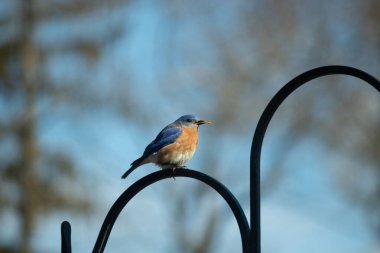 Bu sevimli mavi kuş avluya bakan demir çobanların kancasına tünemiş. Onun paslı kırmızı göbeğini ve şirin mavi kafasını seviyorum. Bu kuşlar oldukça renkli ve izlenmesi güzel..