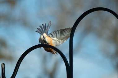 Bu güzel mavi kuş siyah çobanın kancasından kalkıyor. Onun küçük mavi kanatları uçmak için yayıldı. Paslı turuncu karnı beyaz lekelerle sarkıyor. Kuyruk tüyleri yön bulmada yardımcı olması için dümen olarak yayılmış..