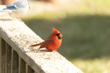 Bu parlak kırmızı erkek kardinal geçen gün güverteme kuş yemi almak için geldi. Bu güzel kuş çok ihtiyaç duyulan yiyecekleri almaya geldi. Bu siyah maskeyi seviyorum..