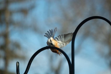 Bu güzel mavi kuş siyah çobanın kancasından kalkıyor. Onun küçük mavi kanatları uçmak için yayıldı. Paslı turuncu karnı beyaz lekelerle sarkıyor. Kuyruk tüyleri yön bulmada yardımcı olması için dümen olarak yayılmış..