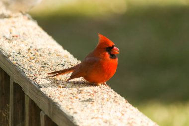 Bu parlak kırmızı erkek kardinal geçen gün güverteme kuş yemi almak için geldi. Bu güzel kuş çok ihtiyaç duyulan yiyecekleri almaya geldi. Bu siyah maskeyi seviyorum..