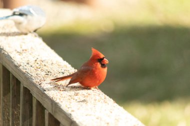 Bu parlak kırmızı erkek kardinal geçen gün güverteme kuş yemi almak için geldi. Bu güzel kuş çok ihtiyaç duyulan yiyecekleri almaya geldi. Bu siyah maskeyi seviyorum..