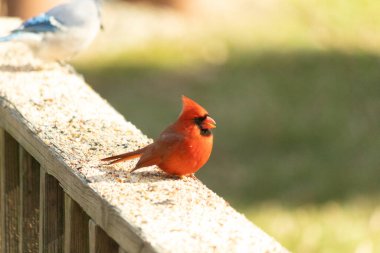 Bu parlak kırmızı erkek kardinal geçen gün güverteme kuş yemi almak için geldi. Bu güzel kuş çok ihtiyaç duyulan yiyecekleri almaya geldi. Bu siyah maskeyi seviyorum..