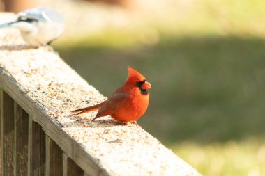 Bu parlak kırmızı erkek kardinal geçen gün güverteme kuş yemi almak için geldi. Bu güzel kuş çok ihtiyaç duyulan yiyecekleri almaya geldi. Bu siyah maskeyi seviyorum..