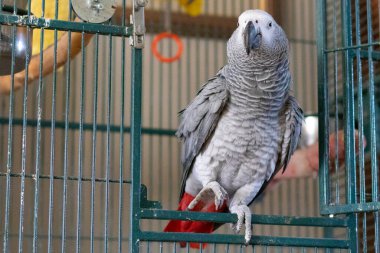 Hayvanat bahçesindeki papağan