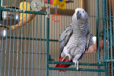 Gri papağan bir kafeste oturuyor.