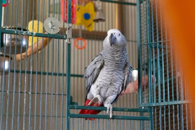 Papağan kafeste oturuyor..