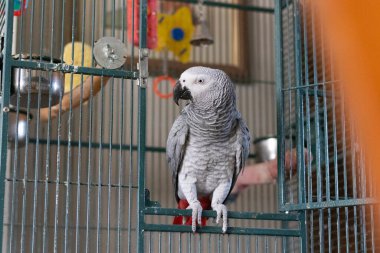 Kafesteki şirin beyaz papağanlar