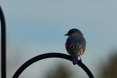 Mavi ve turuncu tüylü bir mavi kuş kıvrımlı bir siyah çoban kuşunun kancasına takılır, sırtını izleyiciye çevirir, yumuşak ve sessiz bir arka plana yaslanır..