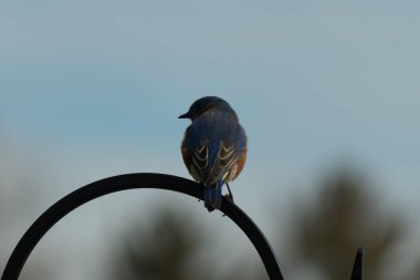 Mavi ve turuncu tüylü bir mavi kuş kıvrımlı bir siyah çoban kuşunun kancasına takılır, sırtını izleyiciye çevirir, yumuşak ve sessiz bir arka plana yaslanır..