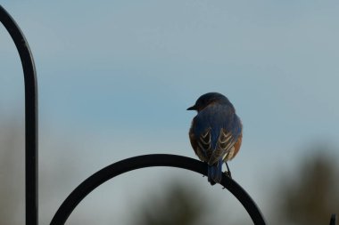 Mavi ve turuncu tüylü bir mavi kuş kıvrımlı bir siyah çoban kuşunun kancasına takılır, sırtını izleyiciye çevirir, yumuşak ve sessiz bir arka plana yaslanır..