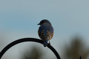 Mavi ve turuncu tüylü bir mavi kuş kıvrımlı bir siyah çoban kuşunun kancasına takılır, sırtını izleyiciye çevirir, yumuşak ve sessiz bir arka plana yaslanır..