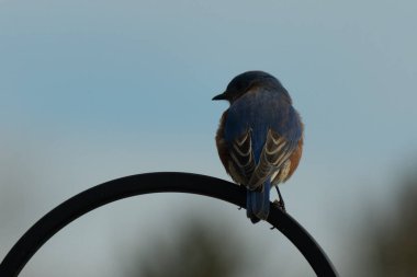 Mavi ve turuncu tüylü bir mavi kuş kıvrımlı bir siyah çoban kuşunun kancasına takılır, sırtını izleyiciye çevirir, yumuşak ve sessiz bir arka plana yaslanır..