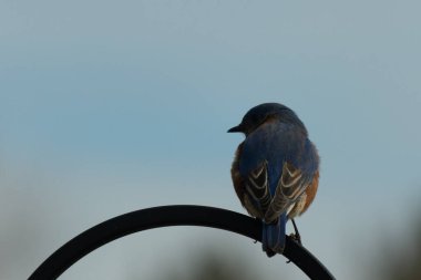 Mavi ve turuncu tüylü bir mavi kuş kıvrımlı bir siyah çoban kuşunun kancasına takılır, sırtını izleyiciye çevirir, yumuşak ve sessiz bir arka plana yaslanır..