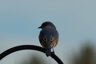 Mavi ve turuncu tüylü bir mavi kuş kıvrımlı bir siyah çoban kuşunun kancasına takılır, sırtını izleyiciye çevirir, yumuşak ve sessiz bir arka plana yaslanır..