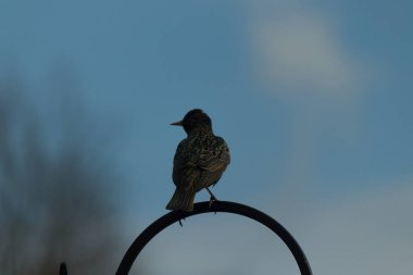 Siyah metal bir kancaya tünemiş bir Avrupalı sığırcık, benekli tüyleri ışığı yakalıyor.. 