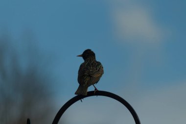Siyah metal bir kancaya tünemiş bir Avrupalı sığırcık, benekli tüyleri ışığı yakalıyor.. 