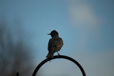Siyah metal bir kancaya tünemiş bir Avrupalı sığırcık, benekli tüyleri ışığı yakalıyor.. 