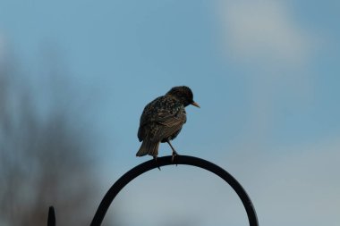 Siyah metal bir kancaya tünemiş bir Avrupalı sığırcık, benekli tüyleri ışığı yakalıyor.. 