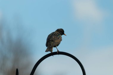 Siyah metal bir kancaya tünemiş bir Avrupalı sığırcık, benekli tüyleri ışığı yakalıyor..