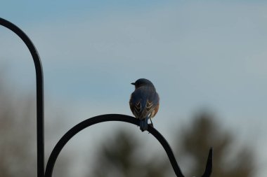 Mavi ve turuncu tüylü bir mavi kuş kıvrımlı bir siyah çoban kuşunun kancasına takılır, sırtını izleyiciye çevirir, yumuşak ve sessiz bir arka plana yaslanır..
