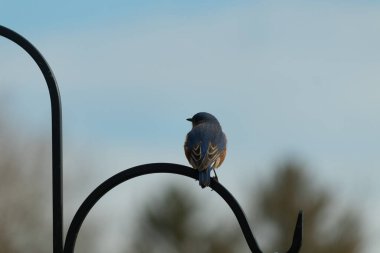 Mavi ve turuncu tüylü bir mavi kuş kıvrımlı bir siyah çoban kuşunun kancasına takılır, sırtını izleyiciye çevirir, yumuşak ve sessiz bir arka plana yaslanır..