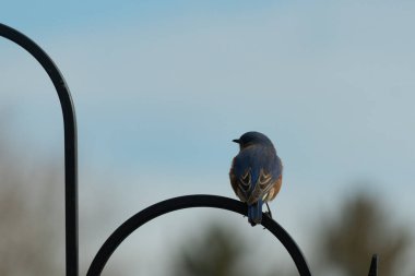 Mavi ve turuncu tüylü bir mavi kuş kıvrımlı bir siyah çoban kuşunun kancasına takılır, sırtını izleyiciye çevirir, yumuşak ve sessiz bir arka plana yaslanır..