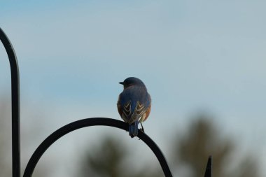 Mavi ve turuncu tüylü bir mavi kuş kıvrımlı bir siyah çoban kuşunun kancasına takılır, sırtını izleyiciye çevirir, yumuşak ve sessiz bir arka plana yaslanır..