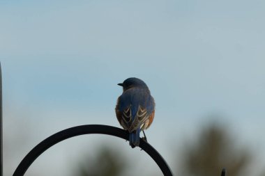Mavi ve turuncu tüylü bir mavi kuş kıvrımlı bir siyah çoban kuşunun kancasına takılır, sırtını izleyiciye çevirir, yumuşak ve sessiz bir arka plana yaslanır..