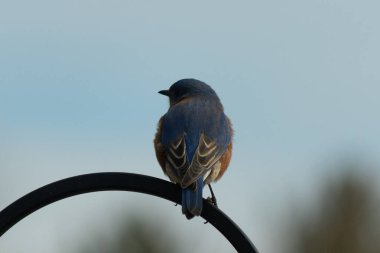 Mavi ve turuncu tüylü bir mavi kuş kıvrımlı bir siyah çoban kuşunun kancasına takılır, sırtını izleyiciye çevirir, yumuşak ve sessiz bir arka plana yaslanır..